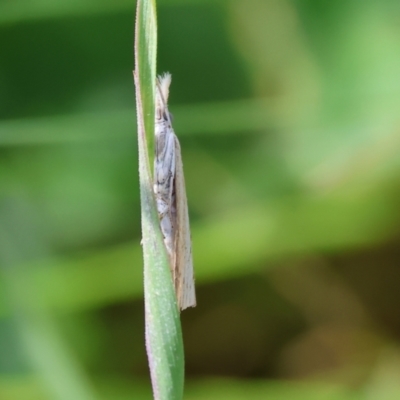 Unidentified Moth (Lepidoptera) at Wodonga, VIC - 5 Nov 2023 by KylieWaldon