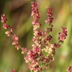 Rumex acetosella (Sheep Sorrel) at WREN Reserves - 6 Nov 2023 by KylieWaldon