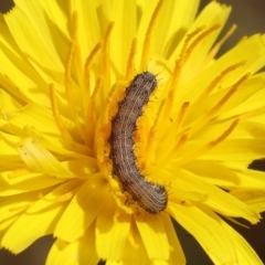 Unidentified Moth (Lepidoptera) at Wodonga, VIC - 5 Nov 2023 by KylieWaldon