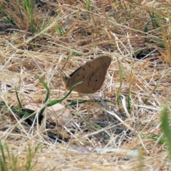 Heteronympha merope (Common Brown Butterfly) at WREN Reserves - 5 Nov 2023 by KylieWaldon
