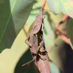 Amorbus (genus) (Eucalyptus Tip bug) at Wodonga - 6 Nov 2023 by KylieWaldon