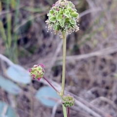 Sanguisorba minor (Salad Burnet, Sheep's Burnet) at The Pinnacle - 7 Nov 2023 by sangio7