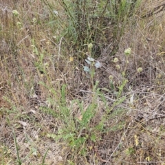 Sanguisorba minor at The Pinnacle - 7 Nov 2023 02:07 PM