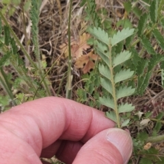 Sanguisorba minor at The Pinnacle - 7 Nov 2023