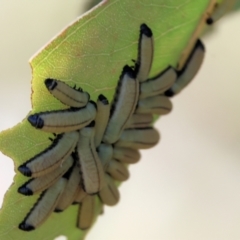 Paropsisterna cloelia (Eucalyptus variegated beetle) at WREN Reserves - 6 Nov 2023 by KylieWaldon