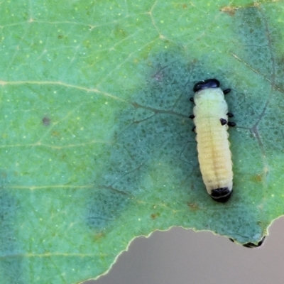Unverified Leaf beetle (Chrysomelidae) at WREN Reserves - 6 Nov 2023 by KylieWaldon