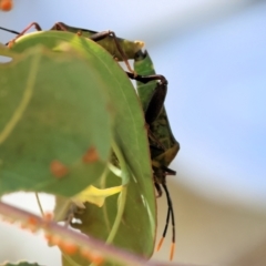 Unidentified Assassin bug (Reduviidae) at Wodonga, VIC - 5 Nov 2023 by KylieWaldon