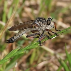 Unidentified Robber fly (Asilidae) at WREN Reserves - 6 Nov 2023 by KylieWaldon