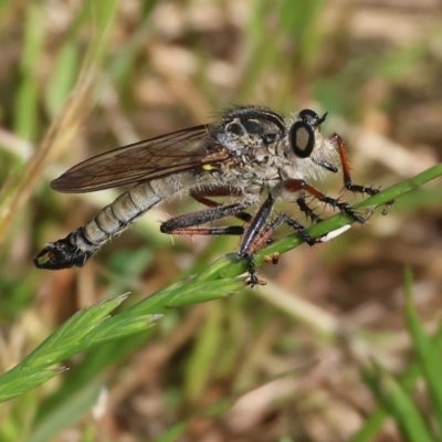 Unidentified Robber fly (Asilidae) at WREN Reserves - 6 Nov 2023 by KylieWaldon