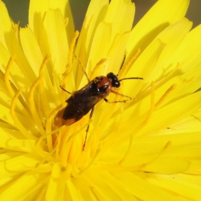 Unidentified True fly (Diptera) at WREN Reserves - 5 Nov 2023 by KylieWaldon