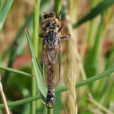 Unidentified Robber fly (Asilidae) at Wodonga, VIC - 5 Nov 2023 by KylieWaldon