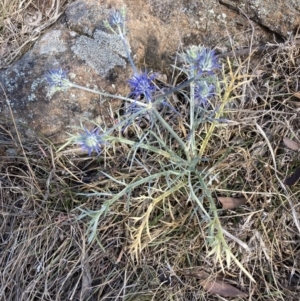 Eryngium ovinum at Mount Painter - suppressed