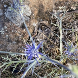 Eryngium ovinum at Mount Painter - suppressed