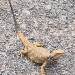 Pogona barbata at QPRC LGA - 7 Nov 2023