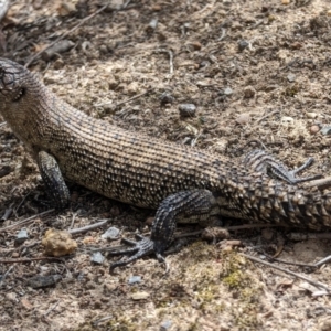 Egernia cunninghami at Kambah Pool - 7 Nov 2023