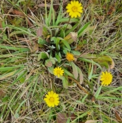 Leontodon saxatilis (Lesser Hawkbit, Hairy Hawkbit) at Turallo Nature Reserve - 5 Nov 2023 by clarehoneydove