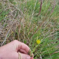 Tragopogon dubius at Turallo Nature Reserve - 5 Nov 2023