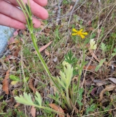 Ranunculus lappaceus (Australian Buttercup) at QPRC LGA - 4 Nov 2023 by clarehoneydove