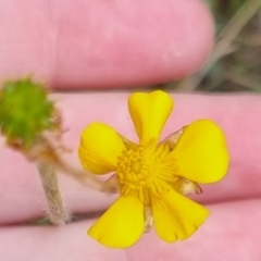 Ranunculus lappaceus at QPRC LGA - suppressed