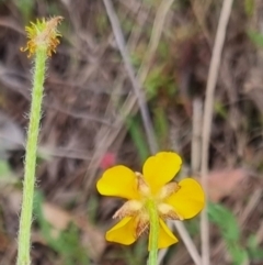 Ranunculus lappaceus at QPRC LGA - suppressed