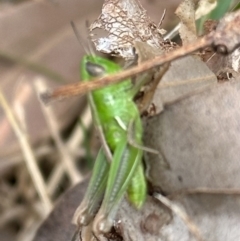 Praxibulus sp. (genus) (A grasshopper) at Kangaroo Valley, NSW - 7 Nov 2023 by lbradleyKV