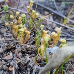 Scleranthus diander at QPRC LGA - 1 Nov 2023