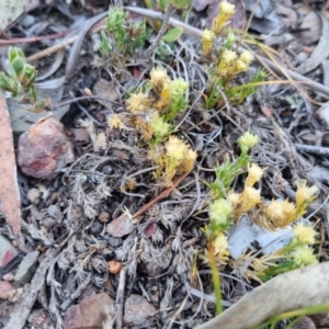 Scleranthus diander at QPRC LGA - 1 Nov 2023