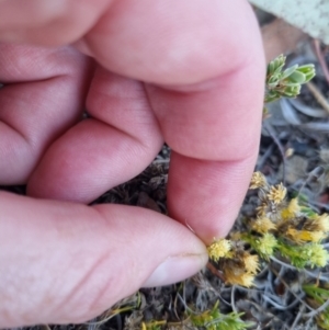 Scleranthus diander at QPRC LGA - 1 Nov 2023