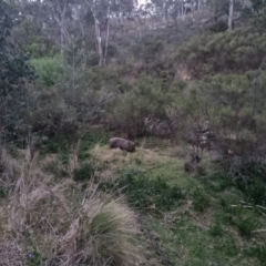 Vombatus ursinus (Common wombat, Bare-nosed Wombat) at QPRC LGA - 7 Nov 2023 by clarehoneydove