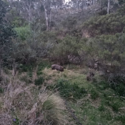 Vombatus ursinus (Common wombat, Bare-nosed Wombat) at Bungendore, NSW - 7 Nov 2023 by clarehoneydove