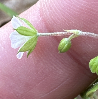 Geranium homeanum at  - suppressed by lbradley