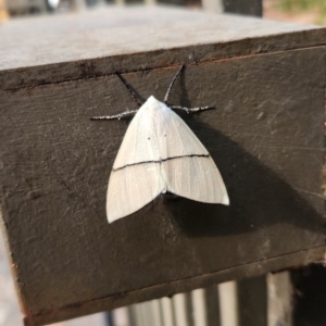 Gastrophora henricaria at ANBG - 8 Nov 2023 08:30 AM