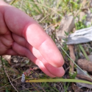 Lepidoscia cataphracta at QPRC LGA - suppressed