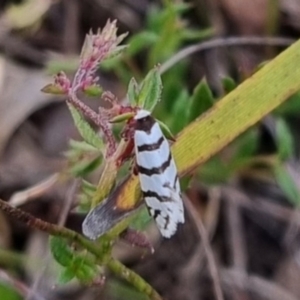 Lepidoscia cataphracta at QPRC LGA - suppressed