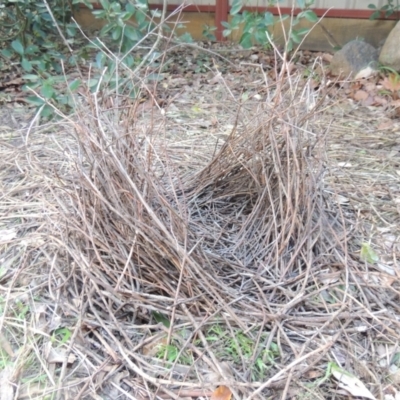 Ptilonorhynchus violaceus (Satin Bowerbird) at Pollinator-friendly garden Conder - 29 Jul 2023 by michaelb