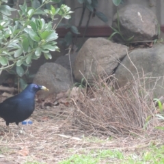 Ptilonorhynchus violaceus (Satin Bowerbird) at Conder, ACT - 2 Aug 2023 by MichaelBedingfield