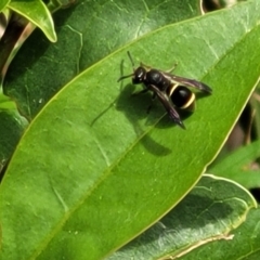 Eumeninae (subfamily) (Unidentified Potter wasp) at Lyneham, ACT - 7 Nov 2023 by trevorpreston