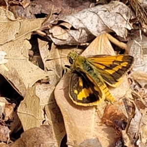 Ocybadistes walkeri at Sullivans Creek, Lyneham South - 8 Nov 2023