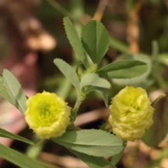 Trifolium campestre at Lake Burley Griffin West - 3 Nov 2023 12:27 PM