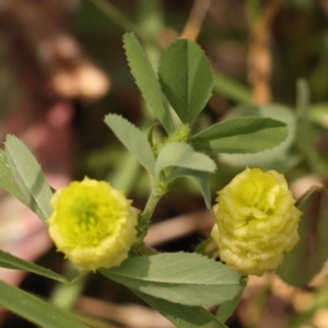 Trifolium campestre at Lake Burley Griffin West - 3 Nov 2023