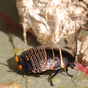 Ellipsidion australe at Blue Gum Point to Attunga Bay - 3 Nov 2023