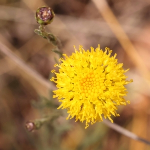 Rutidosis leptorhynchoides at Blue Gum Point to Attunga Bay - 3 Nov 2023