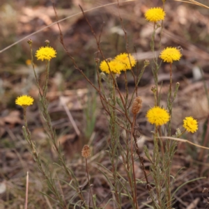 Rutidosis leptorhynchoides at Blue Gum Point to Attunga Bay - 3 Nov 2023 01:16 PM