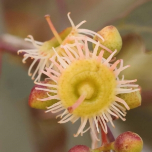 Eucalyptus melliodora at Blue Gum Point to Attunga Bay - 3 Nov 2023 12:06 PM