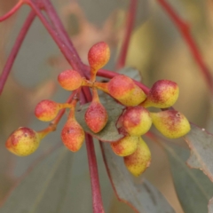 Eucalyptus melliodora at Blue Gum Point to Attunga Bay - 3 Nov 2023