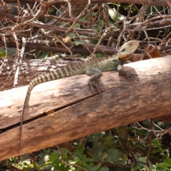 Intellagama lesueurii howittii (Gippsland Water Dragon) at Lake Burley Griffin West - 3 Nov 2023 by ConBoekel