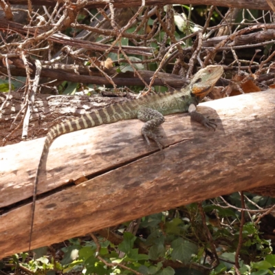 Intellagama lesueurii howittii (Gippsland Water Dragon) at Blue Gum Point to Attunga Bay - 3 Nov 2023 by ConBoekel