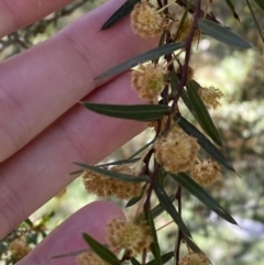 Acacia siculiformis (Dagger Wattle) at Brindabella, NSW - 6 Oct 2023 by Tapirlord