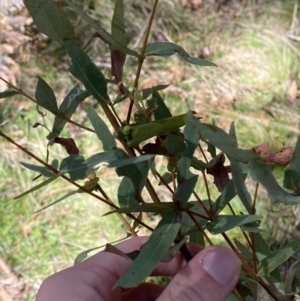 Eucalyptus radiata subsp. robertsonii at Bondo State Forest - 7 Oct 2023