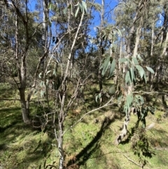 Eucalyptus pauciflora subsp. pauciflora at Bondo State Forest - 7 Oct 2023 10:17 AM